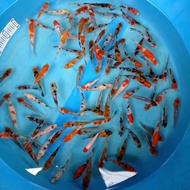 Bibit Ikan Koi Paket Hemat 100 Ekor