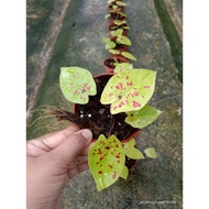 Keladi Thailand Caladium Neon moster/yellow moster