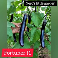 nero's fortuner f1 eggplant seeds (20 seeds)