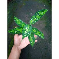 Sindo - Aglaonema Pictum Plant   A Striking Foliage Beauty for Your Indoor Sanctuary
