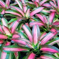 tanaman hias bromelia tricolor