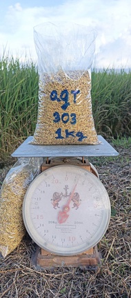 เมล็ดพันธุ์ข้าว agt 303 น้ำหนัก 1 kg (ข้าวพวงอินโดนีเซียได้ปริมานข้าวมากกว่าต่อต้น)ข้าวใหม่ 2025