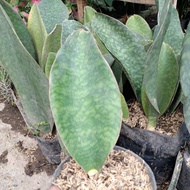 sansivera masoniana