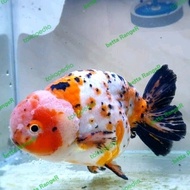 Ikan hias aquarium mas koki RANCHU THREE COLOUR