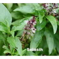 Pokok selasih/Thai Basil