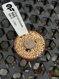 Augustfame - Lithops pseudotruncatella Pink 粉曲玉 生石花 succulent