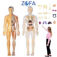 3D Human Skeleton Model / Human Body Anatomy Teaching Aid / Medical Educational Toys Body Organ Toys