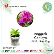Bibit Seedling Anggrek Cattleya Bunga Besar