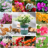 50PCS Climbing Bougainvillea Seeds Plant Mixed Variety Flower Seed for Planting Flower Seed Balcony Decoration Home Garden Decoration Air Purifying Plants Real Live Plants Ornamental Flowers Indoor and Outdoor Potted Plants for Sale Bonsai Seeds Fast Grow