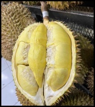 Buah Durian Montong / Monthong Palu Fresh Utuh 1 Kg - 6 Kg Best Seller