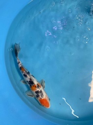 ONLY 1PC!!!  KOI FISH IKAN KOI 8INCH+/- LIVE FISH JAPANESE KOI!!