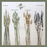 Dried Flower IMPORT phalaris lavender lagurus wheat gandum bunga asli