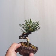 黑松造型盆栽 迷你黑松配手工盆優美 可以搭配各種空間美學