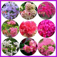 ◴ ✌  Colorful Dwarf Bougainvillea Flower Seeds for Planting (20 Seeds ) Bougainvillea Pants