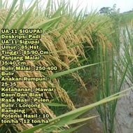 Benih padi SIGUPAI UA11 kemasan 1kg