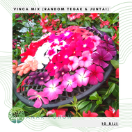 (10 Biji) Benih Bibit Biji - Bunga Vinca Rainbow Mix Flower Seeds - IMPORT