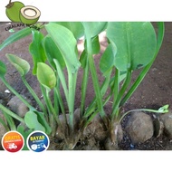 BIBUT genjer  eceng gendot sayur siap tanam