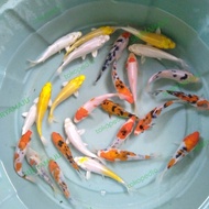 👍 bibit ikan koi semi blitar 11-12cm