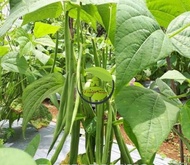 Benih Bibit Buncis Baby Buncis Perdu Buncis Kenya Buncis Tegak