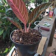 red sumatra aglaonema