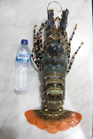 Lobster Laut Frozen Mutiara Ukuran 1Kg Up , Fresh !! Original Best