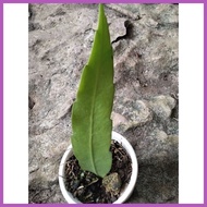 ❤ ◊☜ ☎ queen of the night cactus plant