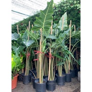 GPS Green Plant Society live plant Alocasia Sarian 萨利安 (MUST ADD ON WITH SUPER COURIER)