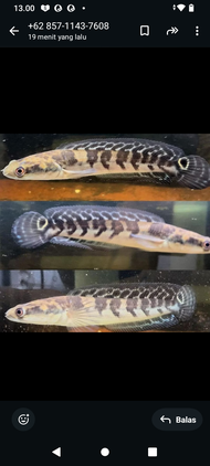 HIASAN AQUARIUM IKAN CANA MARU