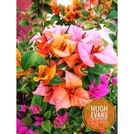 SALE!!! ROOTED RARE BOUGAINVILLEA