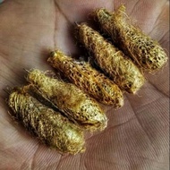 Kepompong Besi Kuning 100 asli