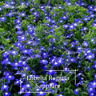 Lobelia Regatta Sapphire Flower Seeds-100 Seed *Pot Friendly* Tanam Pasu, Benih Bunga Lobelia, Warna