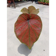 Happi GO 1Pot Caladium Lukmai 1 Thailand / Keladi Thailand (Live Plant)