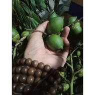 30 areca nuts to worship the altar, eat betel, and fresh fish used in medicinal herbs