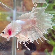 CROWNTAIL DUMBO EAR WHITE