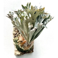 Platycerium Hillii Dwarf (Taiwan) 27 Jan 26