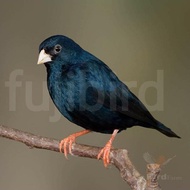 Jual INDIGO VILLAGE FINCH AFRIKA JANTAN Murah