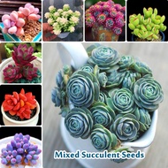 100 Seeds Mixed Varieties Succulent Seeds for Planting Mini Cute Gardening Flower Seeds Blossom Ornamental Plants Seed