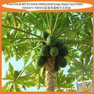 Anak Pokok BETIK HAWAII MADU(3xXHoney ) Baby Tree HONEY HAWAYII PAPAYA夏威夷蜜糖木瓜树苗