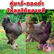 ไข่เชื้อ ไก่บราม่า (สีบาร์+ดำทองเกรดสวย 3 ฟอง)ไก่ยักษ์ Brahma ประกันเชื้อและแตก 100% เก็บทุกวัน ไม่เ