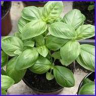 ◨ ◸ 50pcs Herb Garden Seed,Basil, Rosemary,Lemon Grass, Parsley,Thyme Seeds for Planting (Basil)