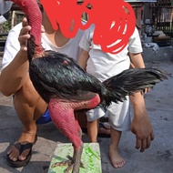 anakan ayam ganoi 100% ori