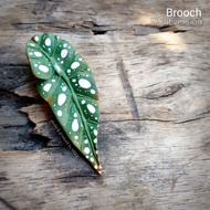 WEEZ Handmade Begonia Kerongsang pokok "Begonia Maculata". kod: 05-26