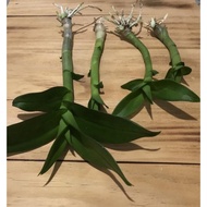 Seedling Anggrek Dendrobium Galaxy / Bunga Anggrek Hidup / Angrek //