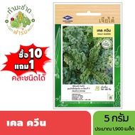 เจียไต๋ (ซื้อ10แถม1) เคลควีน ขนาด5กรัม ประมาณ1900เมล็ด Kale ผักเคล เมล็ดพันธุ์พืช เมล็ดผัก ปลูกผักสว
