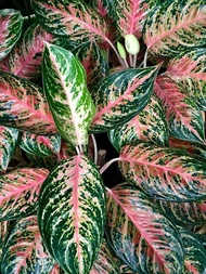 Aglaonema Ajamina Plant - Fresh Gardening Indoor Plant Outdoor Plants for Home Garden Fresh Live Plant