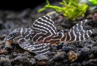 Hypancistrus Pleco L333  Ikan Pleco L333 3-4cm 帝王迷宫， Ready Stock