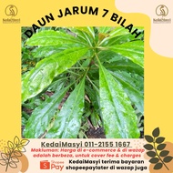 DAUN JARUM 7 BILAH | DAUN JARUM 7 DURI