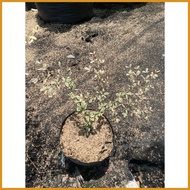 ☽ □ ◕ VARIEGATED AFRICAN TALISAY WITH GARDEN SOIL
