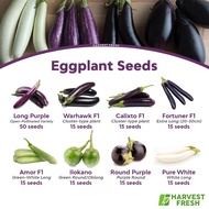 Eggplant Seeds Long Purple Talong Calixto F1 Warhawk Ilocano Bilog White Eggplant Fortuner Gwapito