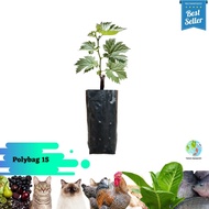 Polybag Kecil 1 Kg